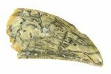 Serrated, Raptor Tooth - Real Dinosaur Tooth #297484-1